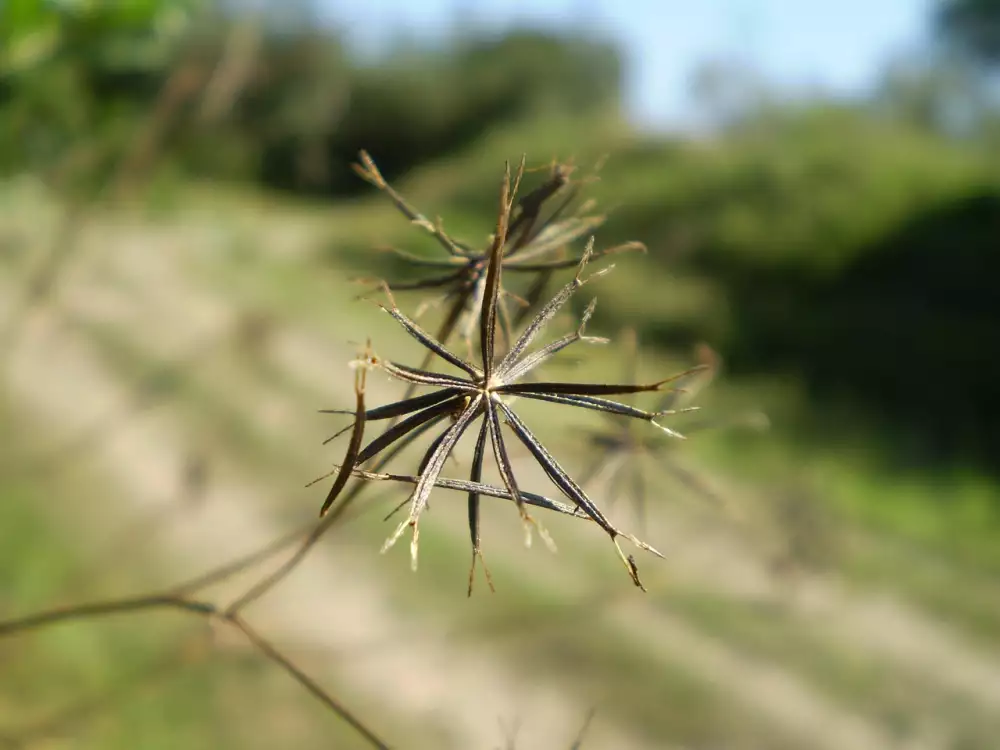 Bulgarian Tribulus